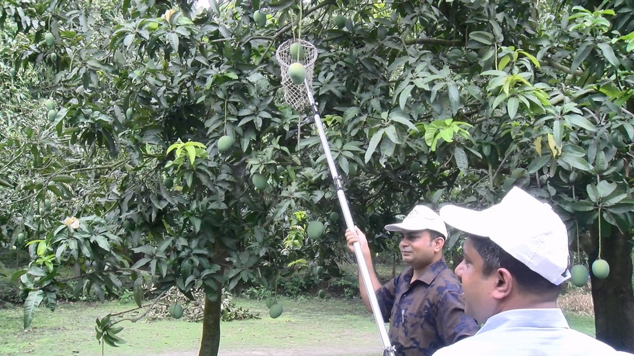 সাতক্ষীরায় আম পাড়া শুরু