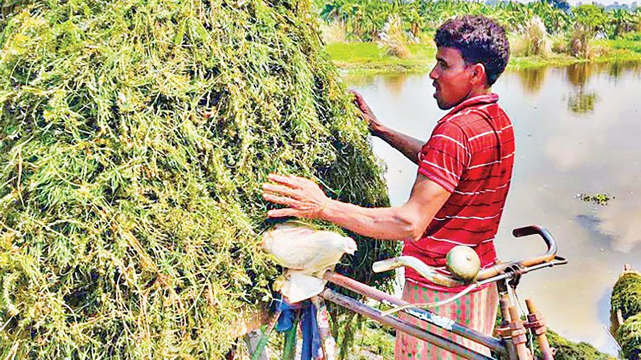 একসময়ের উপদ্রব বিলের ঝাই এখন মাছের প্রিয় খাবার