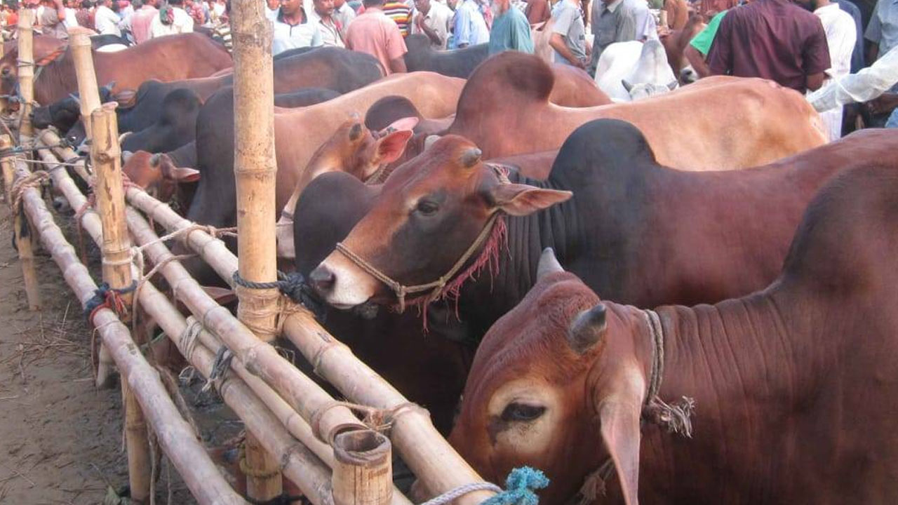 অনিশ্চয়তায় দুই সিটির ১৯ গরুর হাটের ইজারা