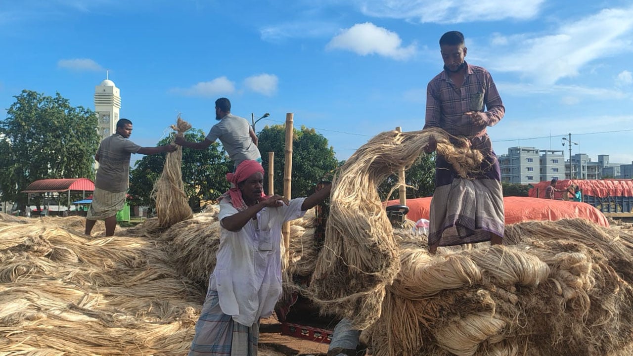 শিবচরে পাটের বাম্পার ফলন, ভালো দামে কৃষকের হাসি 