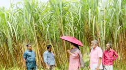 সীতাকুণ্ডে সোনালি আখে লাখ টাকার স্বপ্ন, কৃষিসেবা নিয়ে ক্ষোভ