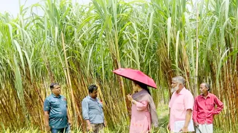 সীতাকুণ্ডে সোনালি আখে লাখ টাকার স্বপ্ন, কৃষিসেবা নিয়ে ক্ষোভ 