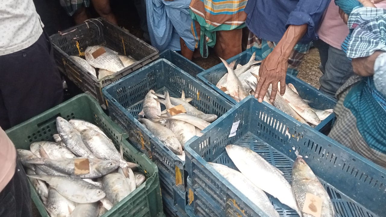 দাদনের ফাঁদে ৫ হাজার জেলে, ইলিশ থেকেও বঞ্চিত সীতাকুণ্ডবাসী
