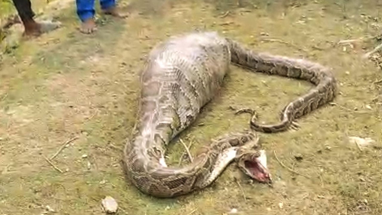 লোকালয়ে ঢুকে দিনমজুরের ছাগল গিলে ফেলল বিশাল অজগর