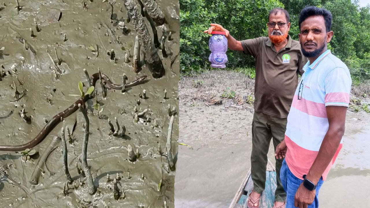 শরণখোলায় ইউএনওর বাসভবন থেকে বনে অবমুক্ত ‘ঘরগিন্নি’