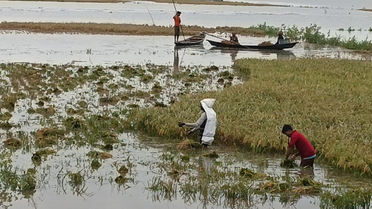 হাওরে কৃষকদের ভাঙা মনে ঈদুল আজহা