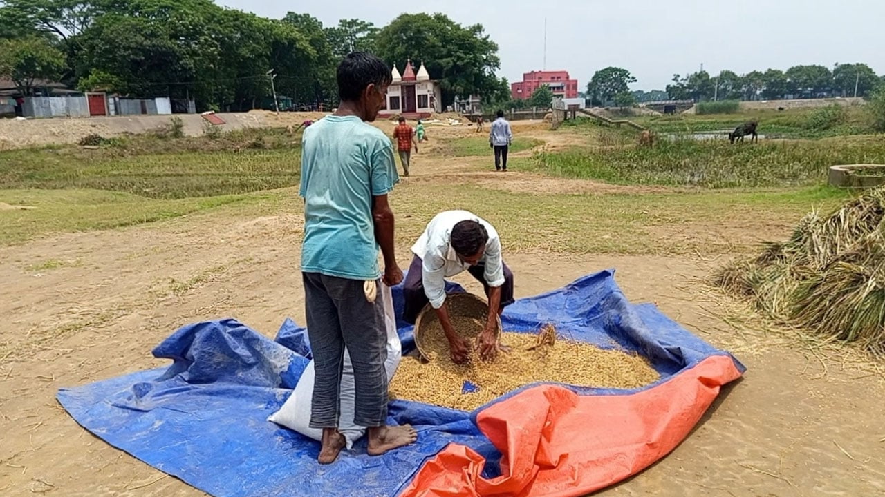 ঝলমলে রোদে হাওরে স্বস্তির নিশ্বাস
