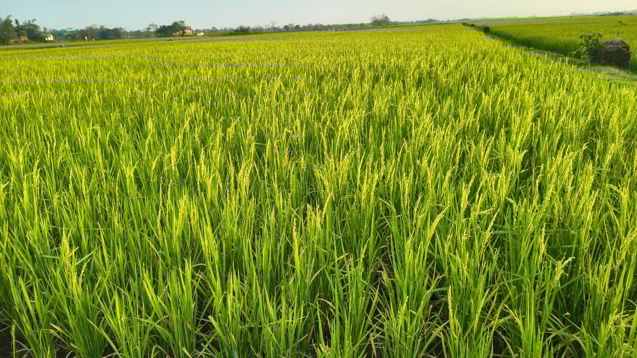 হাওরে ধান কাটতে গিয়ে বজ্রপাতে ৫ কৃষকের  মৃত্যু