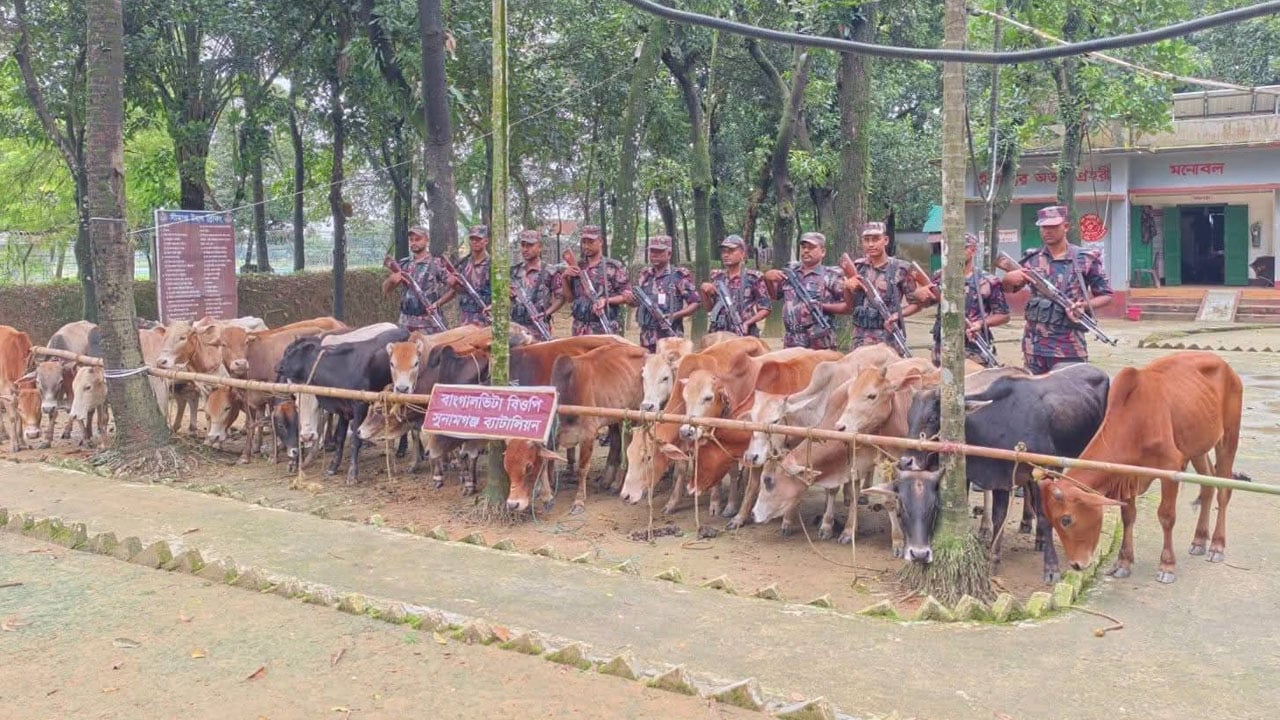 মধ্যনগর সীমান্তে নৌকাসহ ভারতীয় ২৮ গরু জব্দ