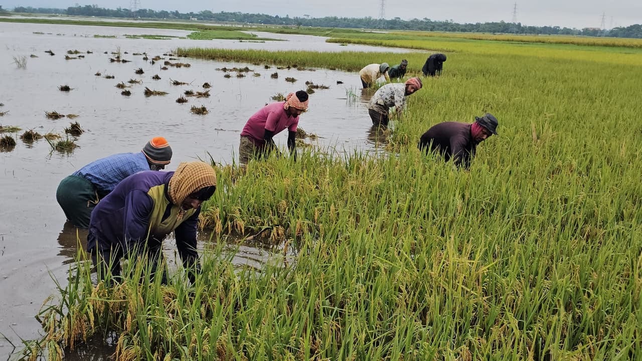 ফসলডুবির পর কৃষকের কাঁধে এখন ঋণের বোঝা