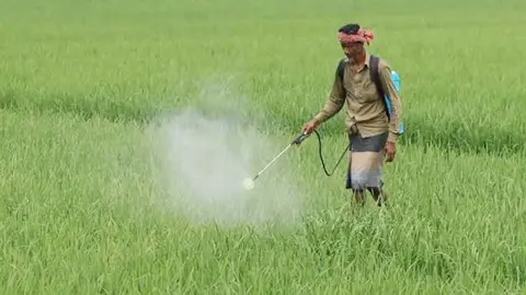 কীটনাশকের অতিব্যবহারে ঝুঁকিতে মাটির উর্বরতা 