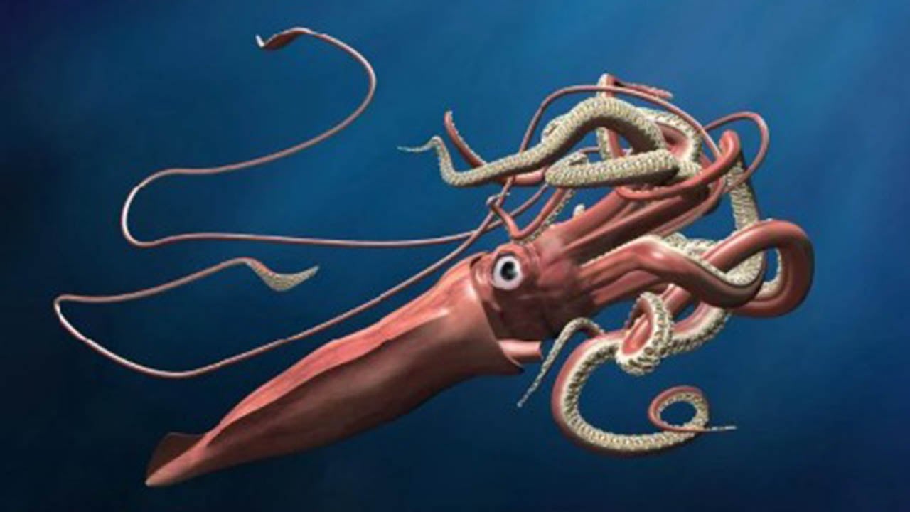 জায়ান্ট স্কুইড : এক বিস্ময়কর সামুদ্রিক দৈত্য