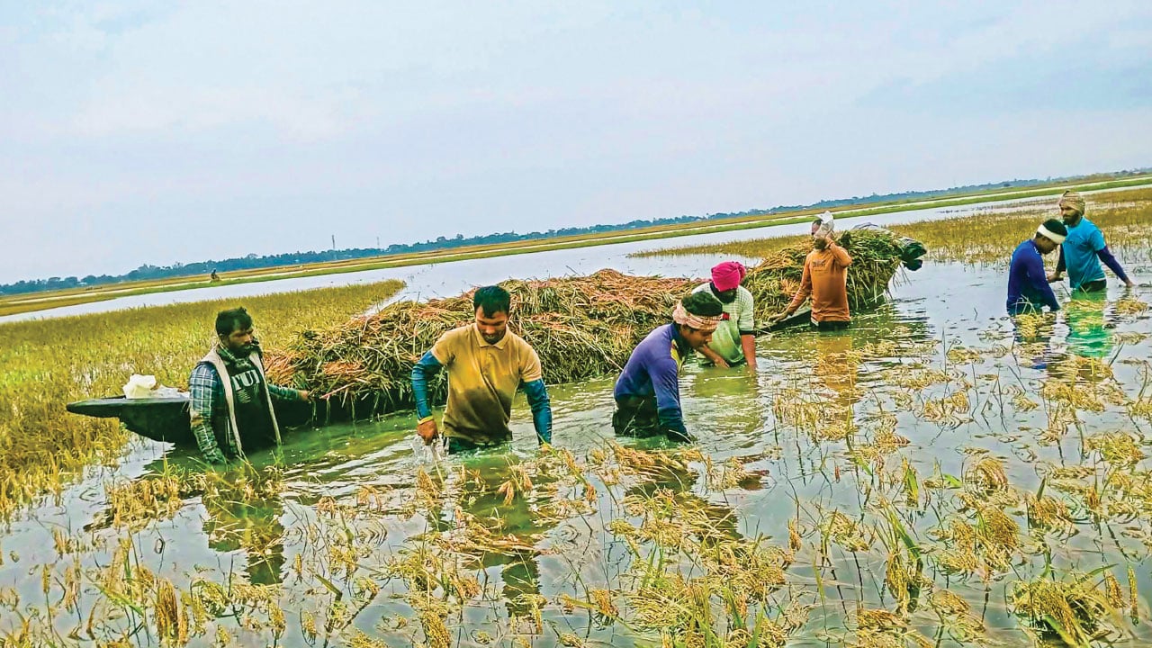 শাল্লায় পানির নিচে দেড়শ কোটি টাকার ধান