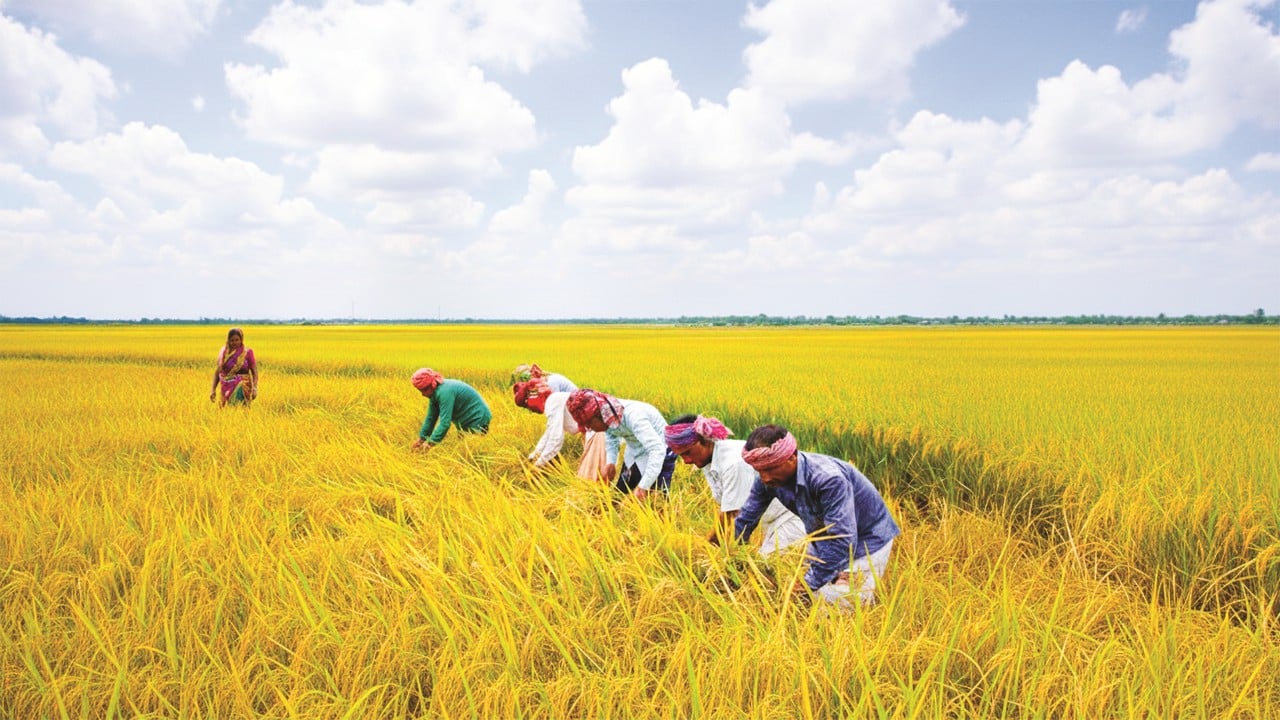 সন্দ্বীপে লবণসহিষ্ণু রাজাশাইল ধানের বাম্পার ফলন
