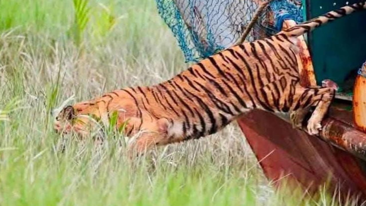 সুস্থ হয়ে সুন্দরবনে ফিরল বাঘিনী, অবমুক্ত করলেন পরিবেশ প্রতিমন্ত্রী