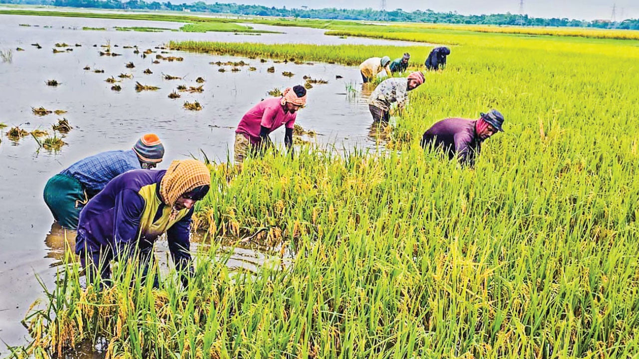 সুনামগঞ্জে ফসলডুবির পর কৃষকের কাঁধে ঋণের বোঝা