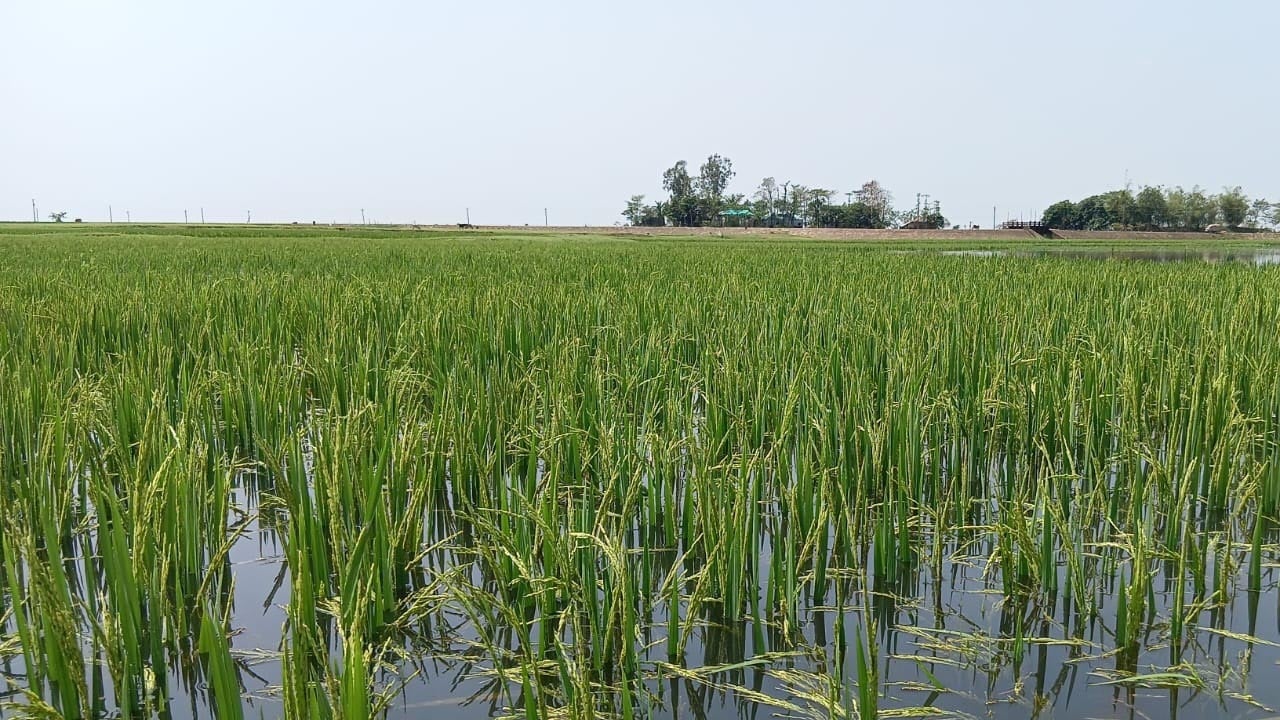 সুনামগঞ্জে জলাবদ্ধতায় ডুবছে ফসল, কাঁদছে কৃষক