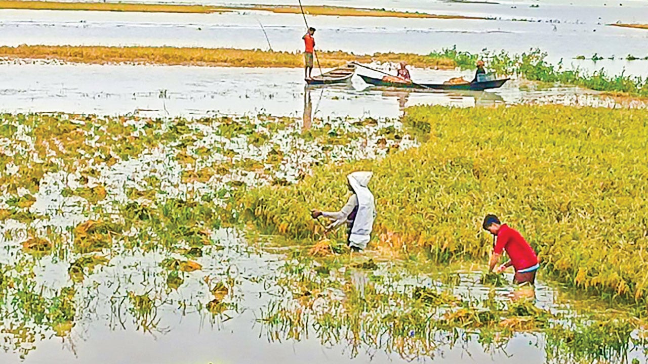 হাওরে ক্ষতিগ্রস্ত তালিকায় স্থান পাননি অনেক প্রকৃত কৃষক