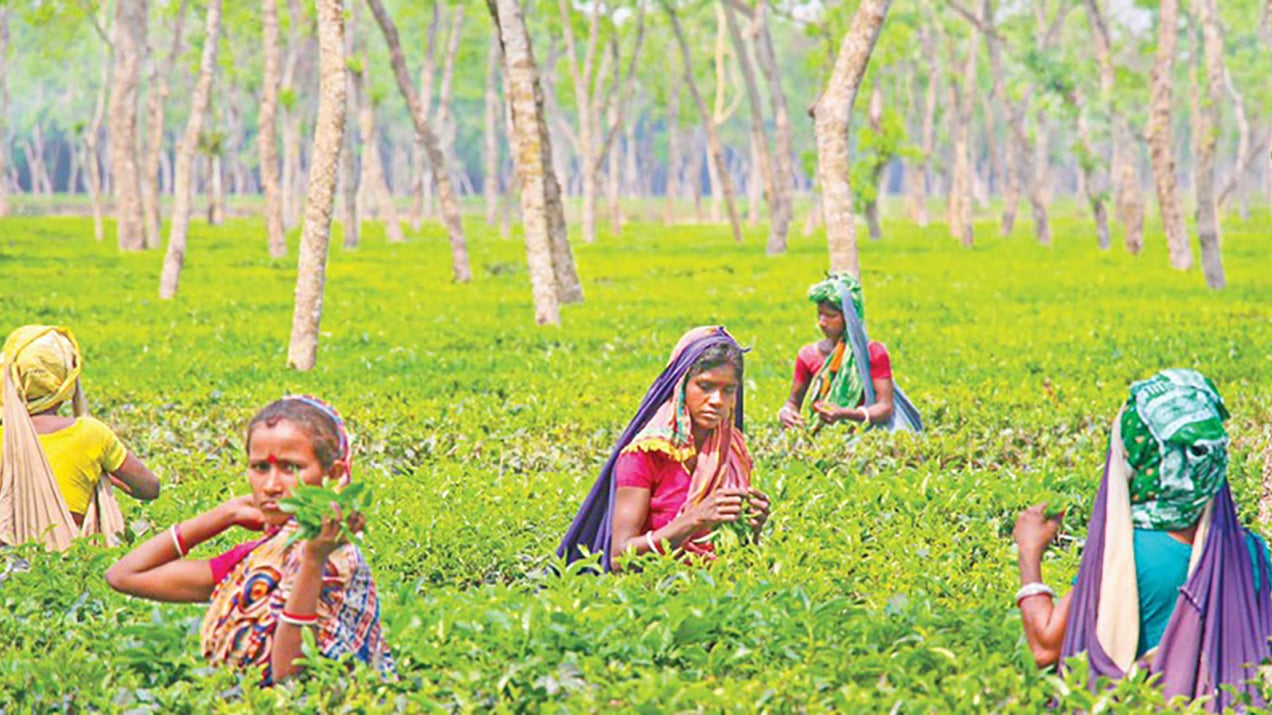 ভাগ্যের পরিবর্তন হচ্ছে না চা শ্রমিকদের