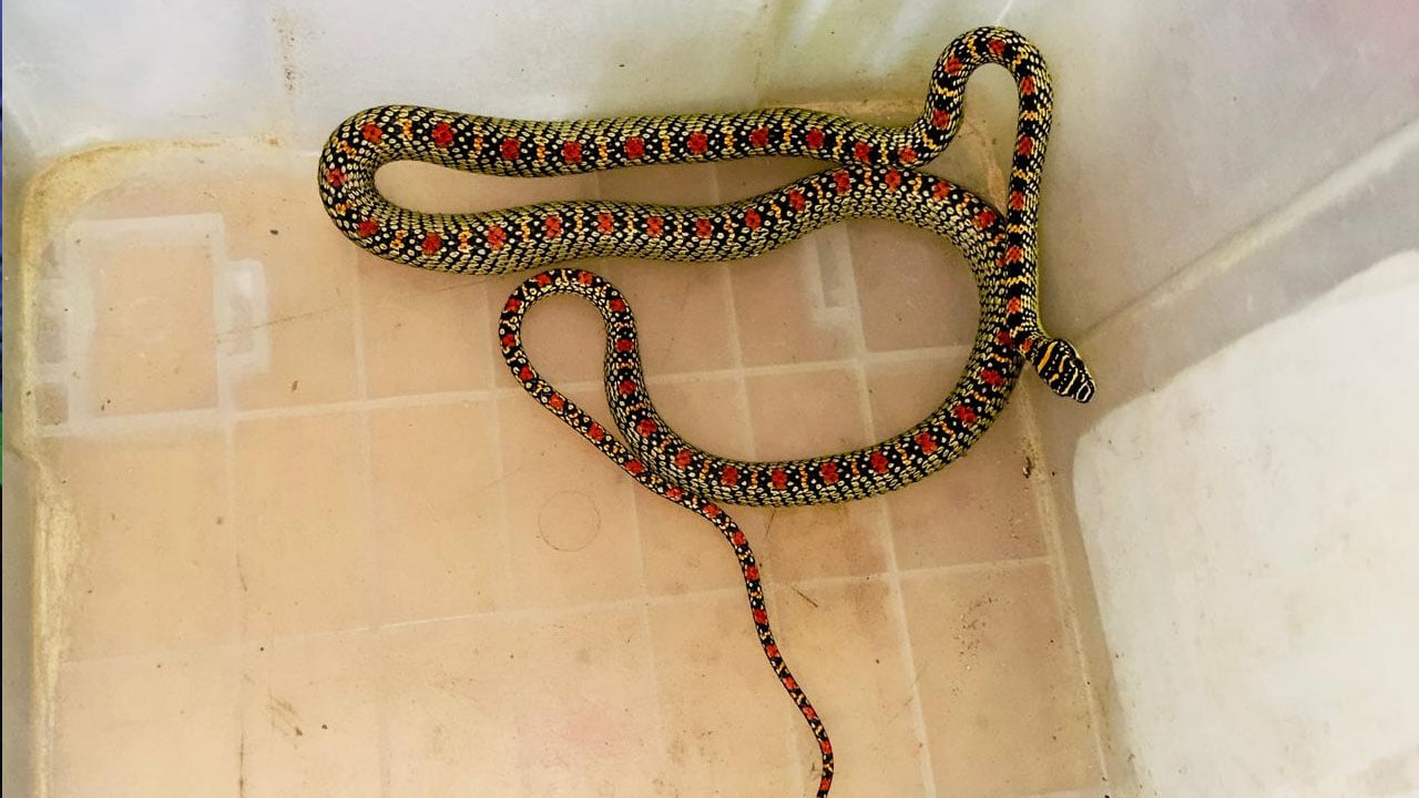 বাসার ভেন্টিলেটর থেকে উদ্ধার বিরল প্রজাতির ‘কালনাগিনী’