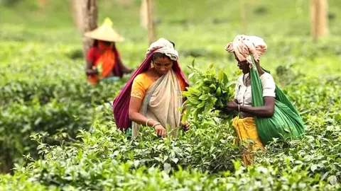 শ্রীমঙ্গলে চা শ্রমিকদের ভাতা আত্মসাতের অভিযোগে স্মারকলিপি