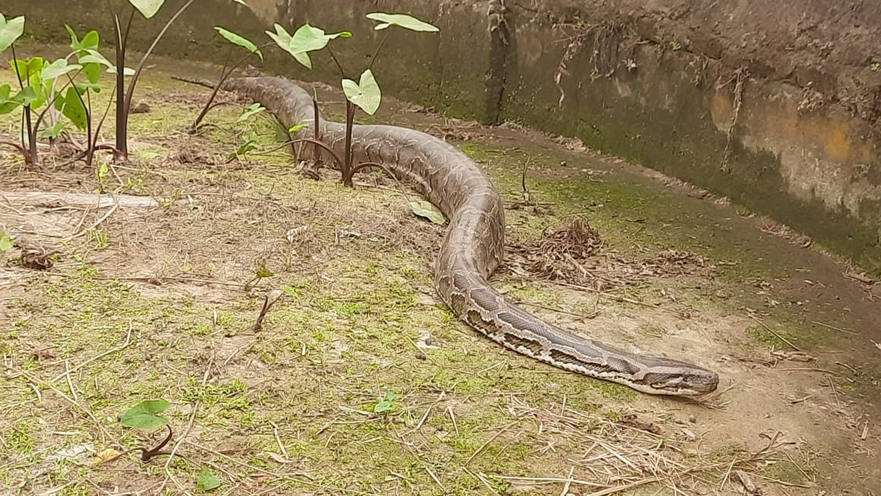 অজগরসহ ৩১ বন্যপ্রাণী ও পাখির ঠাঁই হলো সাফারি পার্কে