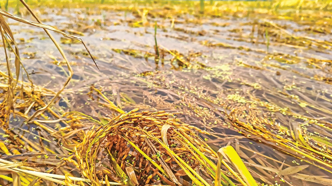শ্রমিক সংকট ও ধানের ন্যায্য দাম না পেয়ে দিশাহারা কৃষক