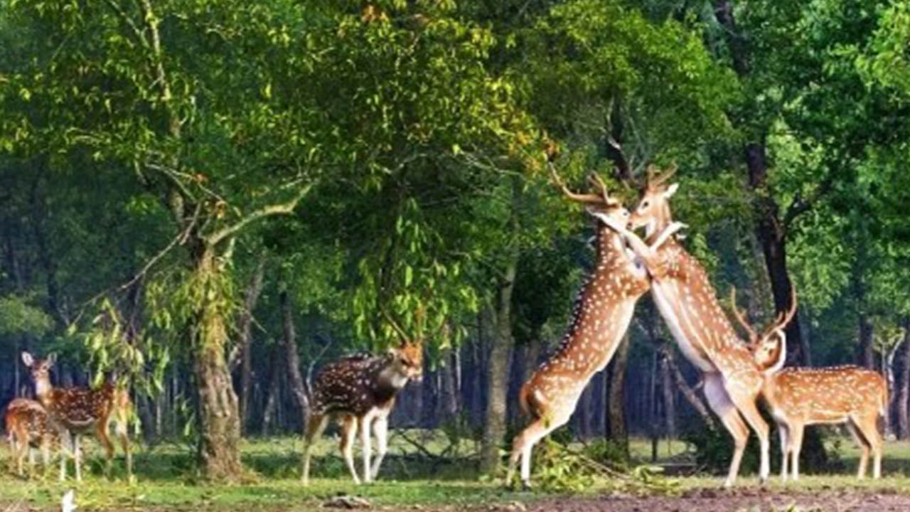 রূপসী সুন্দরবন