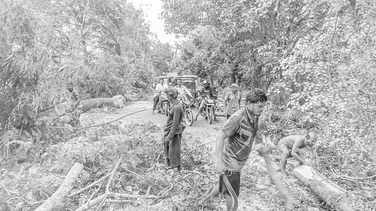 সুনামগঞ্জে সড়কের দুপাশে কাটা হচ্ছে সাড়ে চার হাজার গাছ