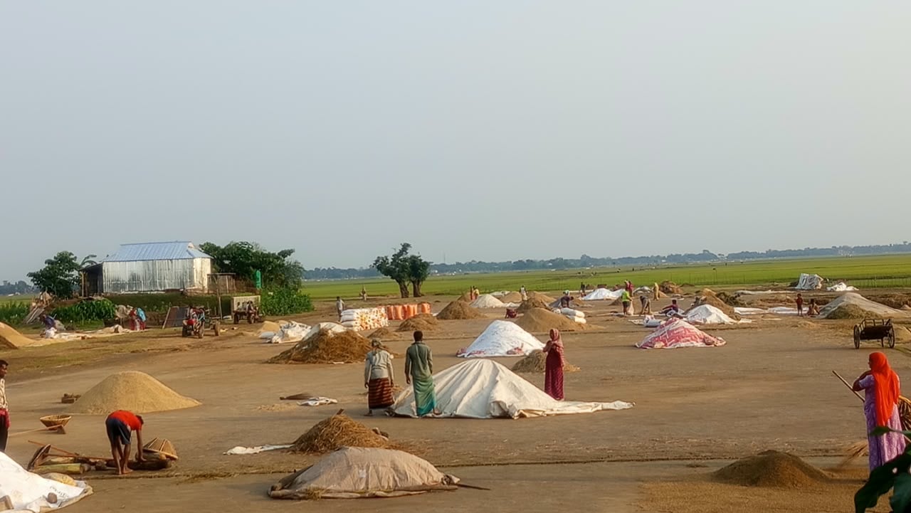 উৎপাদন খরচও উঠছে না ধানের দামে, বিপাকে কৃষক