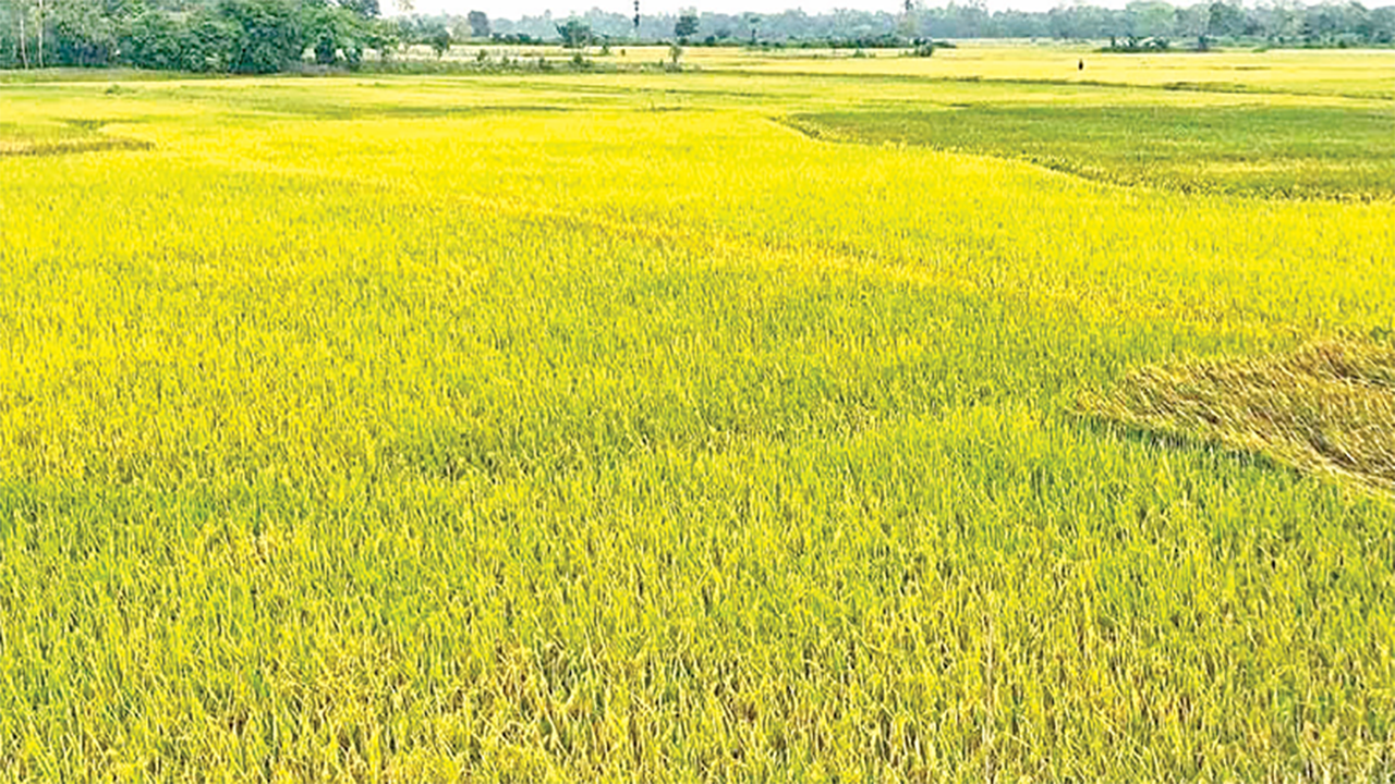 সুনামগঞ্জে হাওরের ধান ঘরে তোলা নিয়ে দুশ্চিন্তায় কৃষক