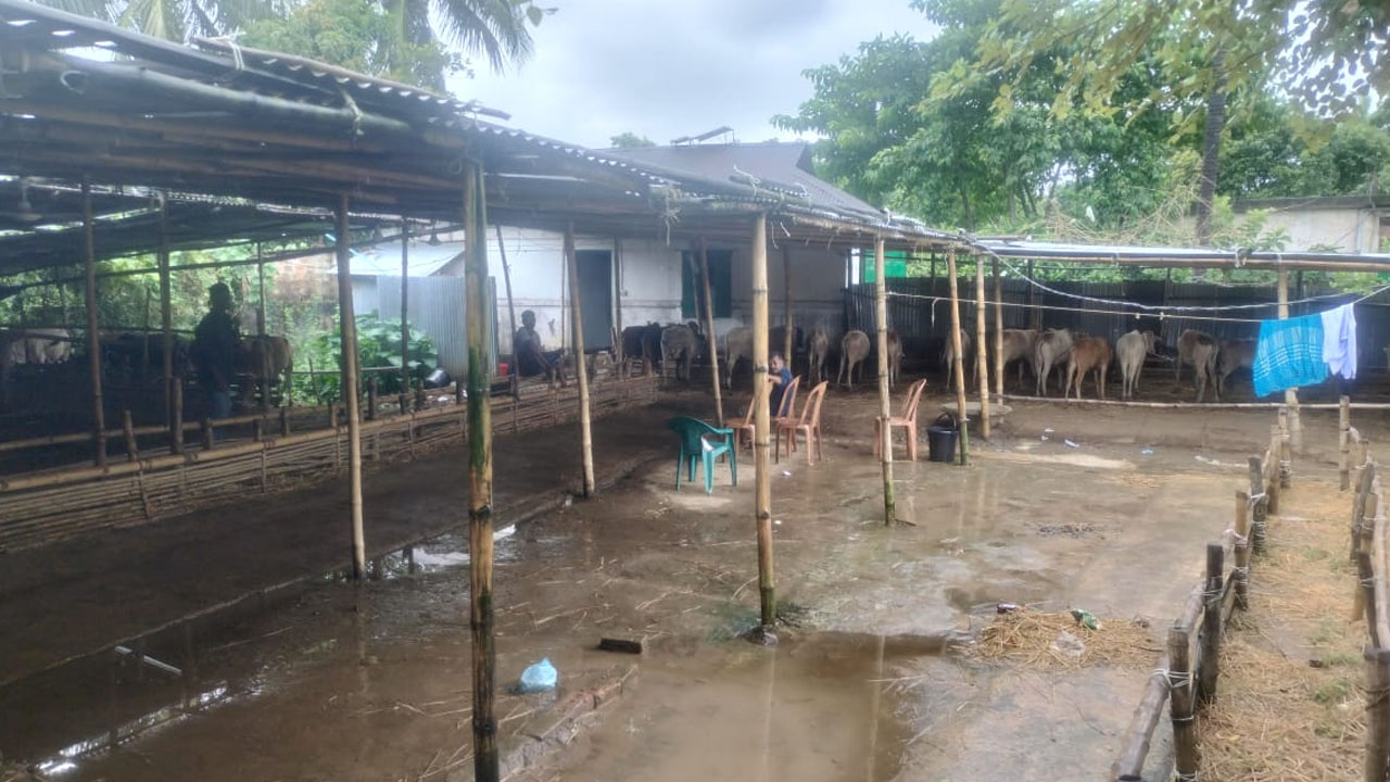 প্রবাসীর জমি দখল করে আ.লীগ নেতার গরুর খামার