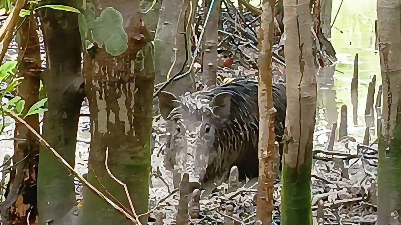 সুন্দরবনে শিকারিদের পাতা ফাঁদ থেকে বন্য শুকর উদ্ধার