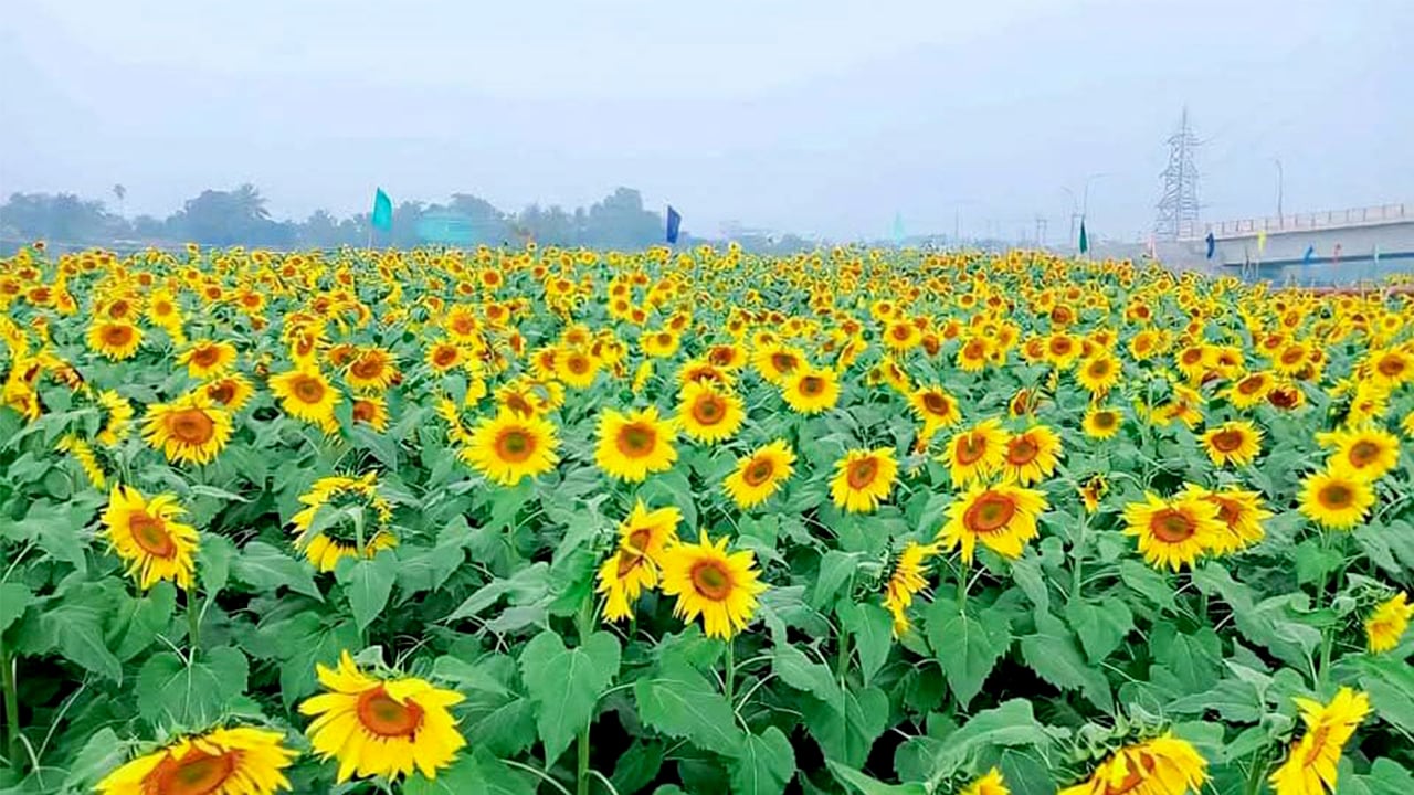sunfl..