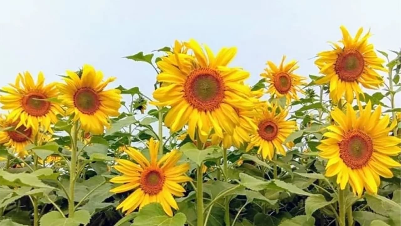 কম খরচে বেশি লাভ হওয়ায় পাকুন্দিয়ায় সূর্যমুখী চাষের হিড়িক