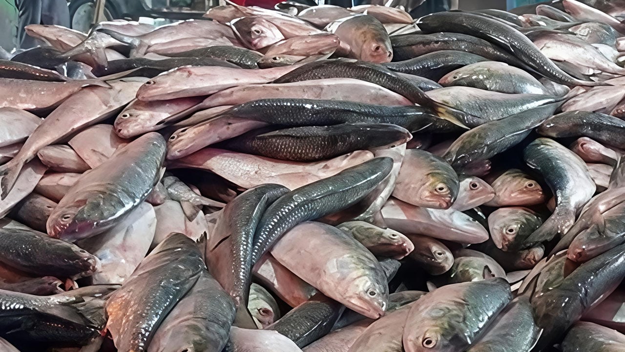 এক টানেই ধরা পড়ল ১০১ মণ ইলিশ, ৩৩ লাখে বিক্রি