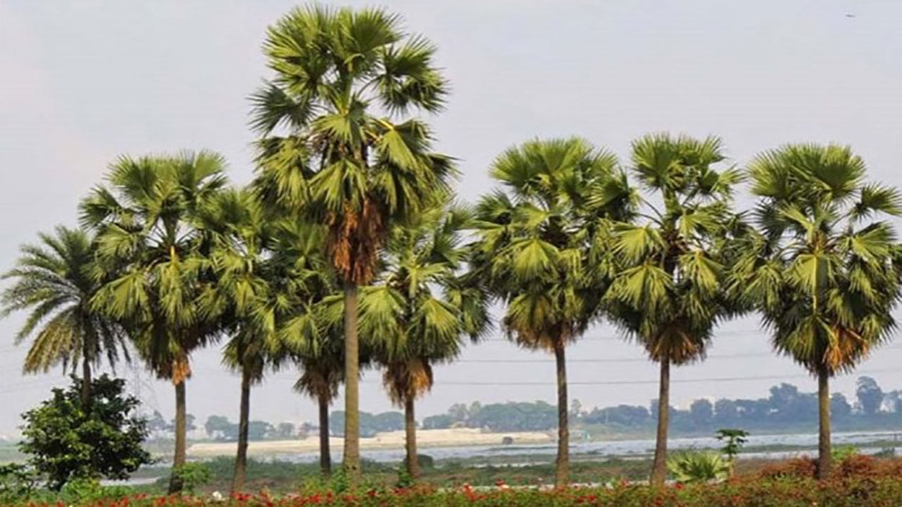 তালগাছ নিধনে বাড়ছে বজ্রপাতসহ প্রাকৃতিক দুর্যোগ