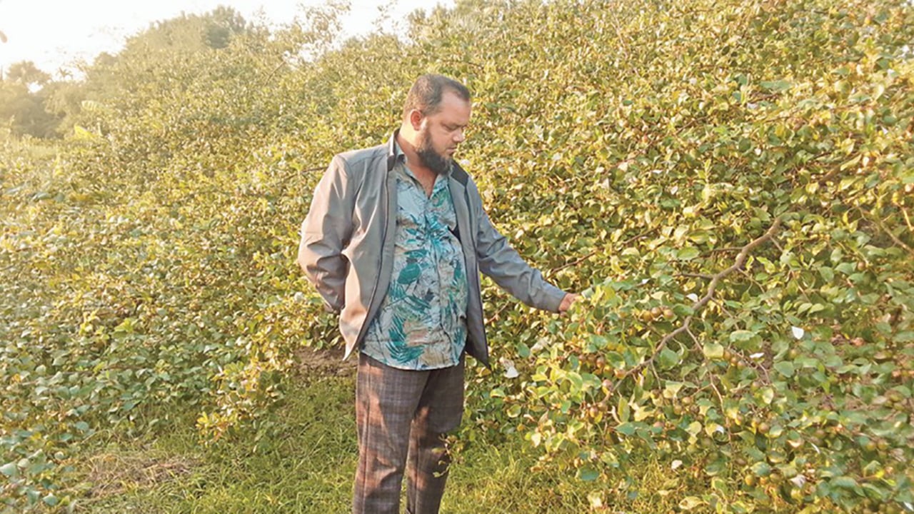 তালায় বাণিজ্যিক কুল চাষে সফলতা