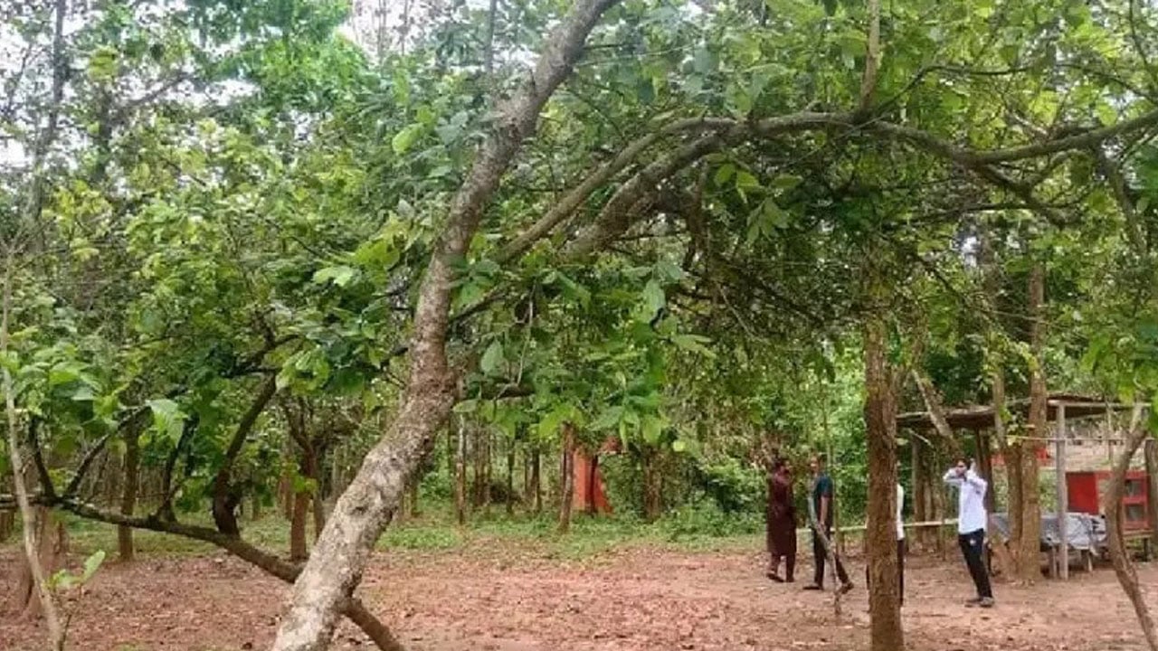 শাল-গজারির বনে হারিয়ে যাচ্ছে ‘আনাইগোটা’