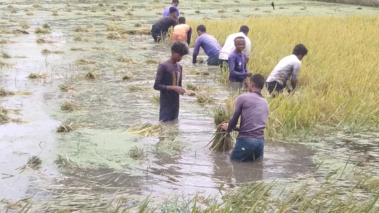 তারাগঞ্জে টানা বৃষ্টিতে ধান কাটায় বিপর্যয়