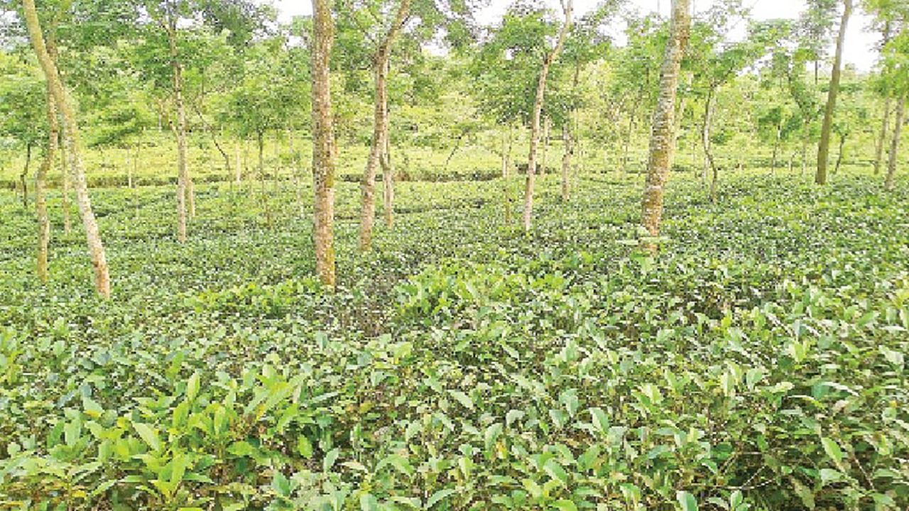 বৈরী আবহাওয়া ও লোডশেডিংয়ে চা বাগানে কোটি টাকার ক্ষতি