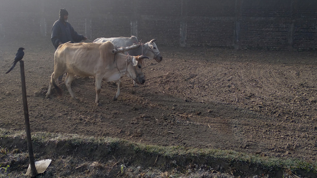তেঁতুলিয়ায় সর্বনিম্ন তাপমাত্রা ৯.৭ ডিগ্রি সেলসিয়াস