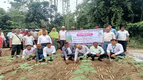 প্রধানমন্ত্রীর নির্দেশনায় ঠাকুরগাঁওয়ে আখ রোপন