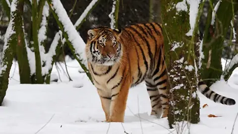 ইংল্যান্ডে বাঘের খাঁচায় ঢুকে প্রাণ গেল এক ব্যক্তির