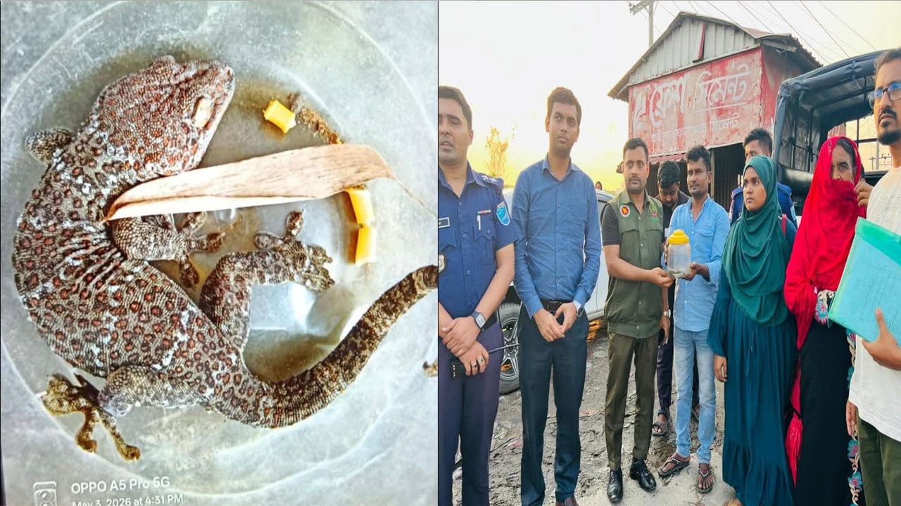 সোনারগাঁয়ে বিপন্ন তক্ষক উদ্ধার, ২ জনকে জরিমানা