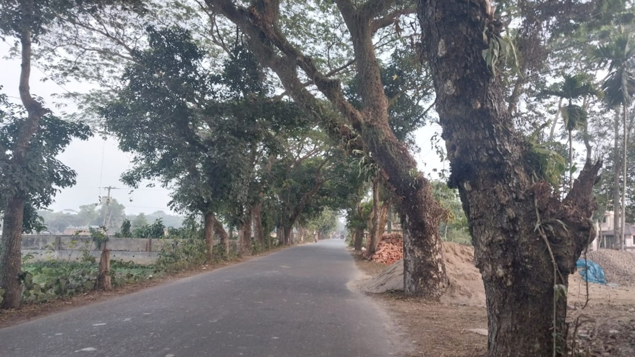 ওসমানীনগরে সরকারি গাছের মালিকানা নিয়ে উত্তেজনা