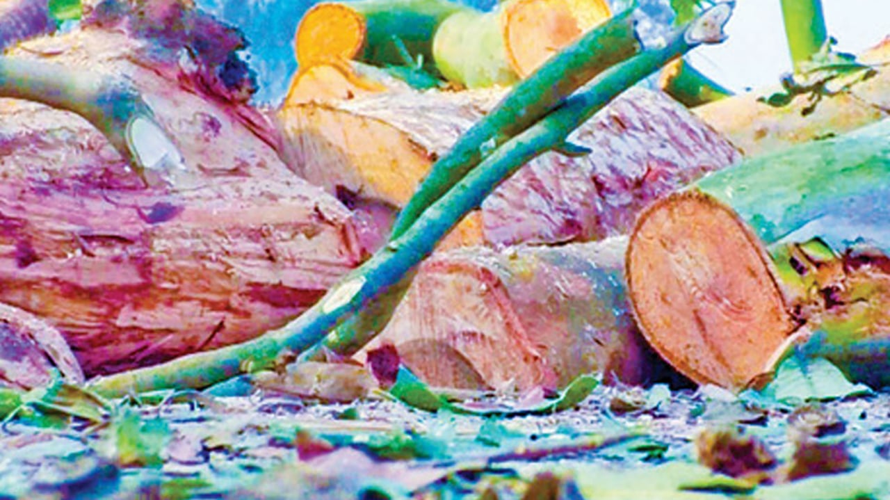 সড়ক প্রশস্ত করার নামে কাটা হচ্ছে পাঁচ শতাধিক ঔষধি গাছ