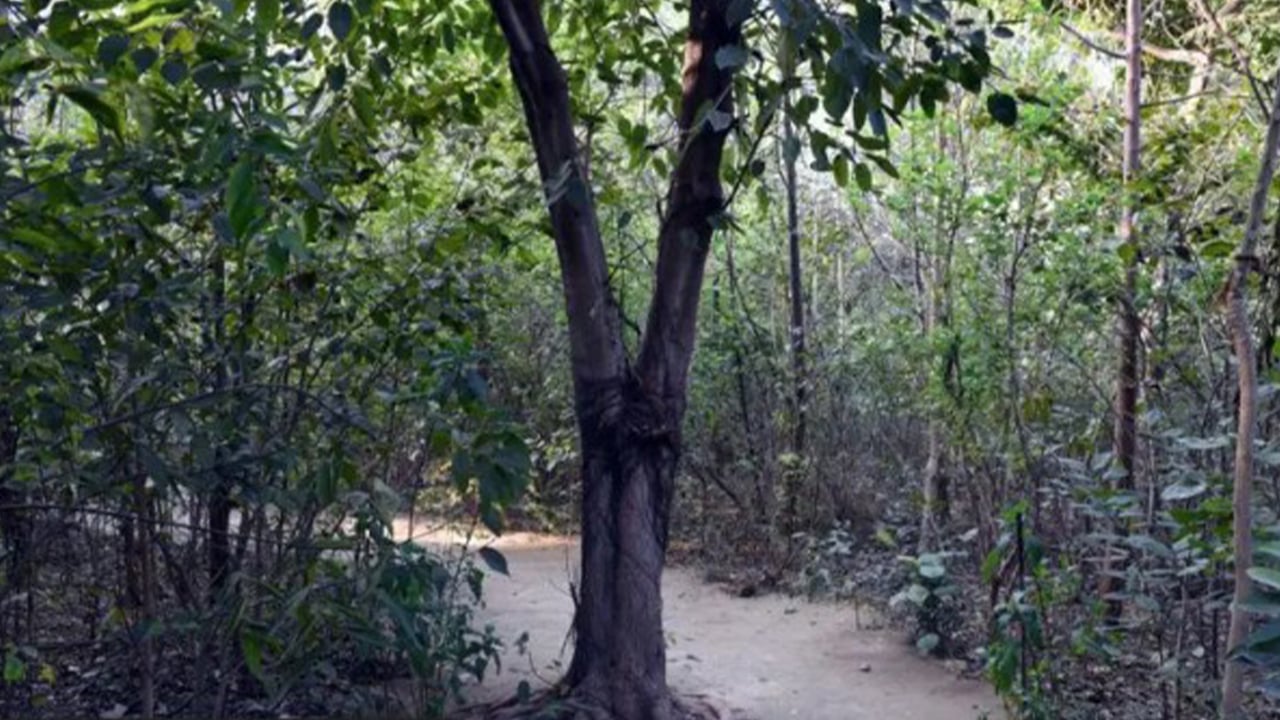 tree