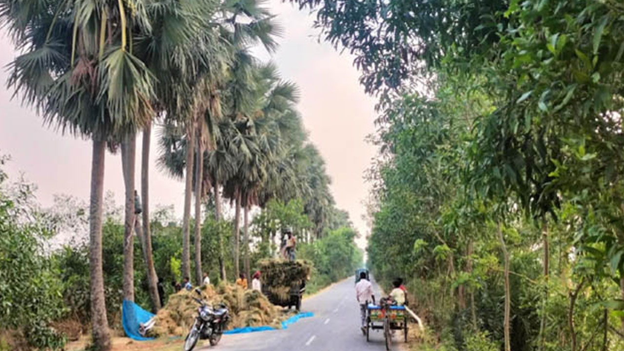 তাড়াশের তাল সড়কের ২২৫টি তালগাছের তাল বিক্রির উদ্যোগ