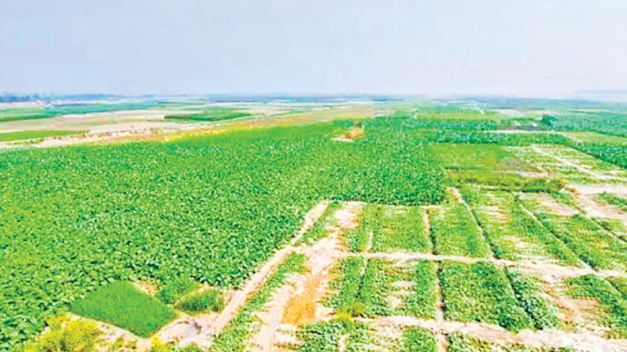 তিস্তার বালুচরে এখন সবুজের সমারোহ